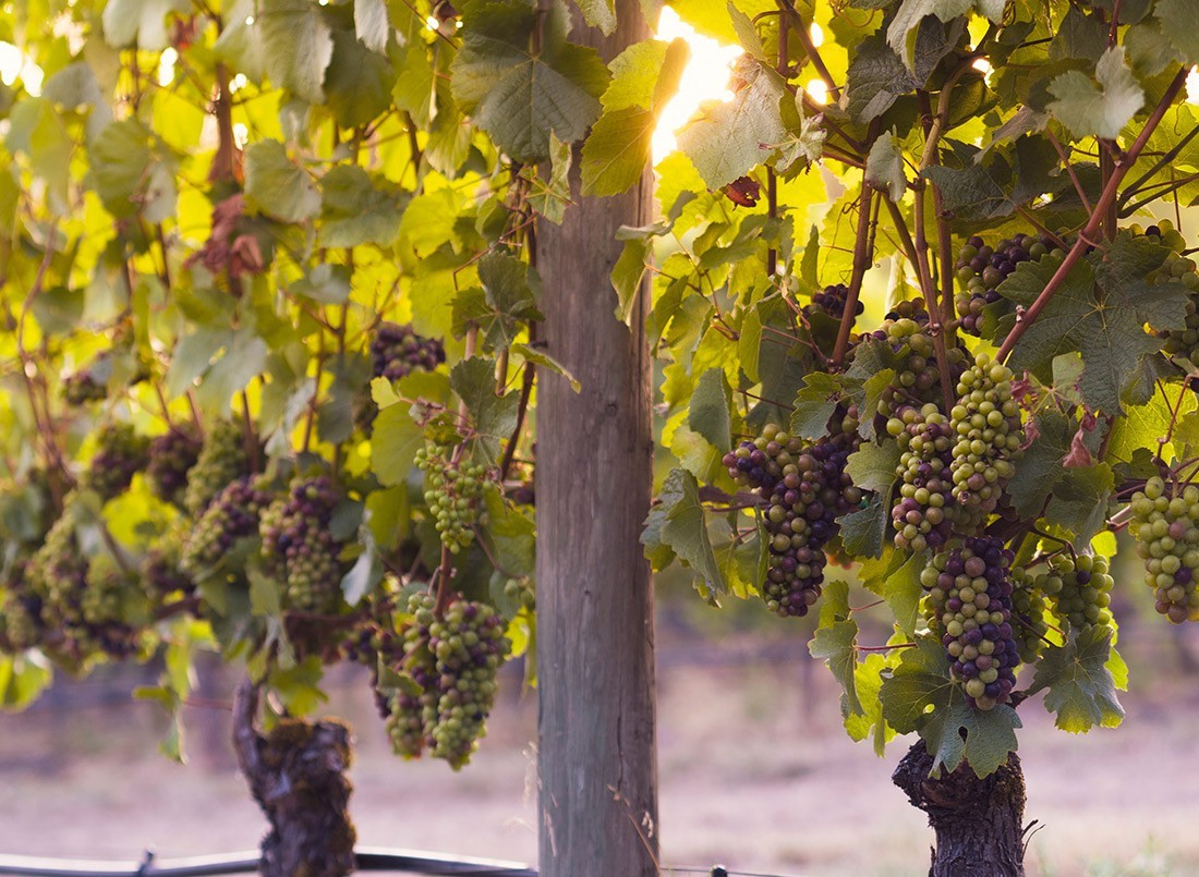 Ipsum cursus vestibulum at interdum Vivamus